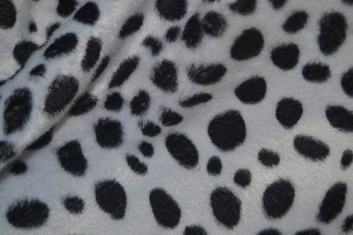 Dalmata
