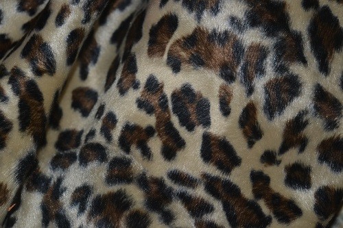 Leopardo