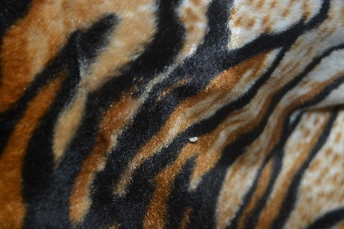 Tigre